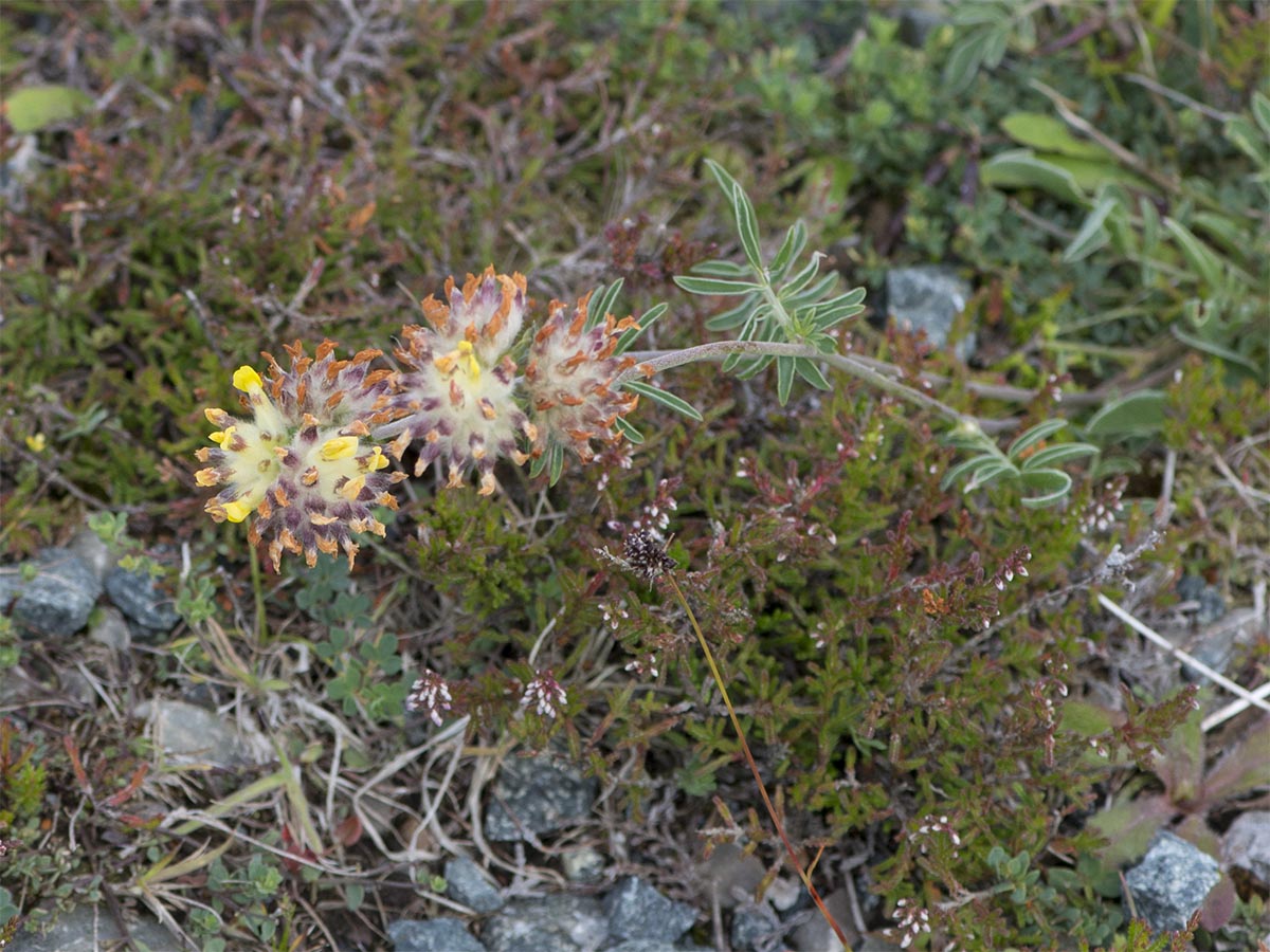 Anthyllis vulneraria